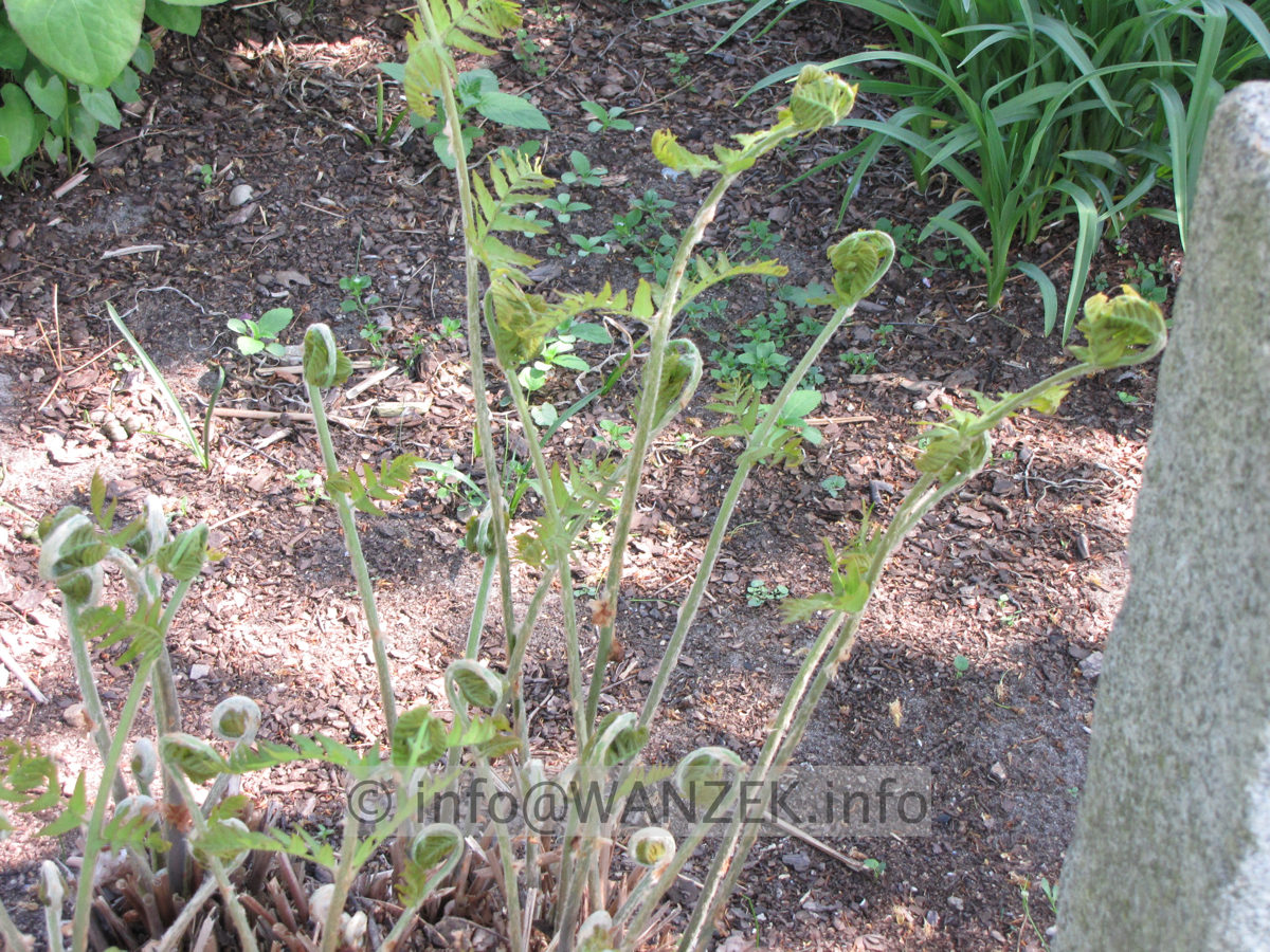Osmunda regalis 01 Austrieb.JPG